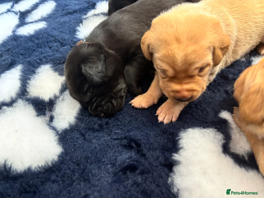 Labrador Retriever dogs for sale: KC Labrador Puppies  - Advert 6