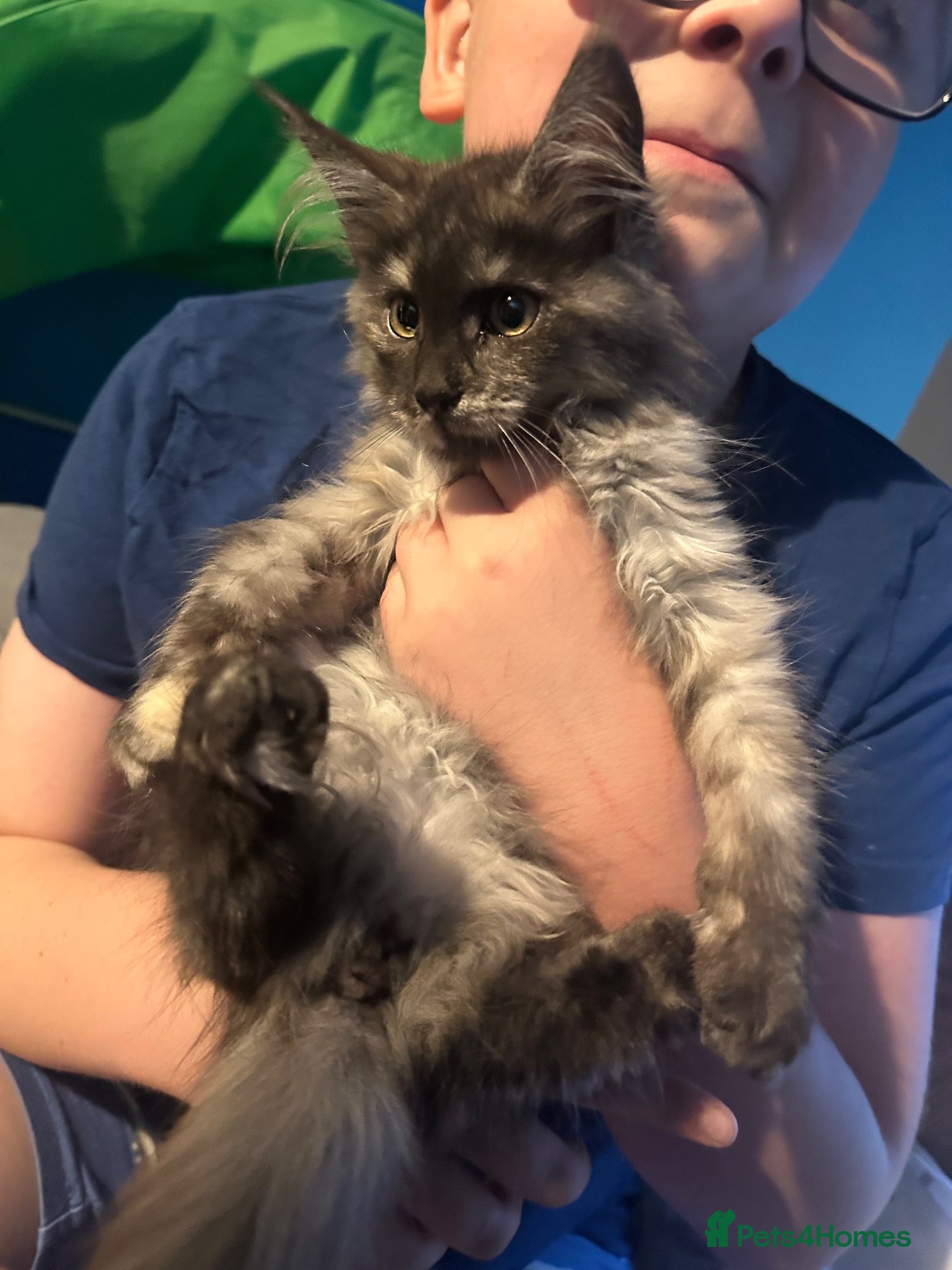 Maine Coon cats READY NOW TICA Maine Coon Smoke/Silver kittens  - Advert 1