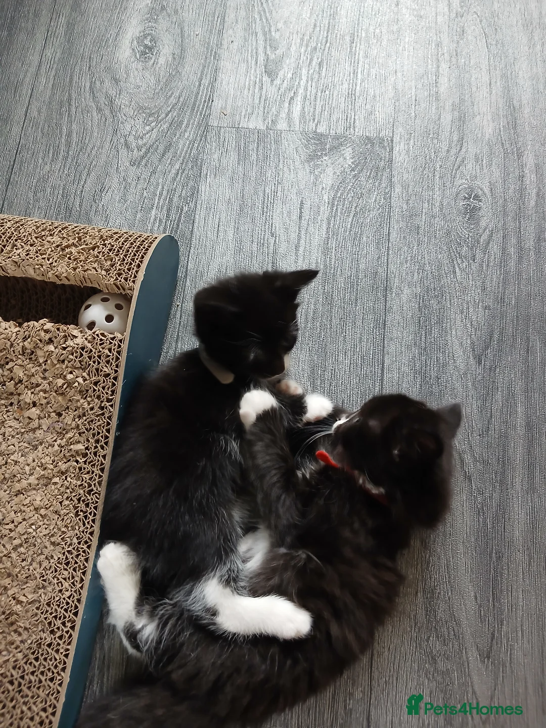 Mixed Breed cats for sale: 5 Adorable kittens in Huntingdon - Advert 2