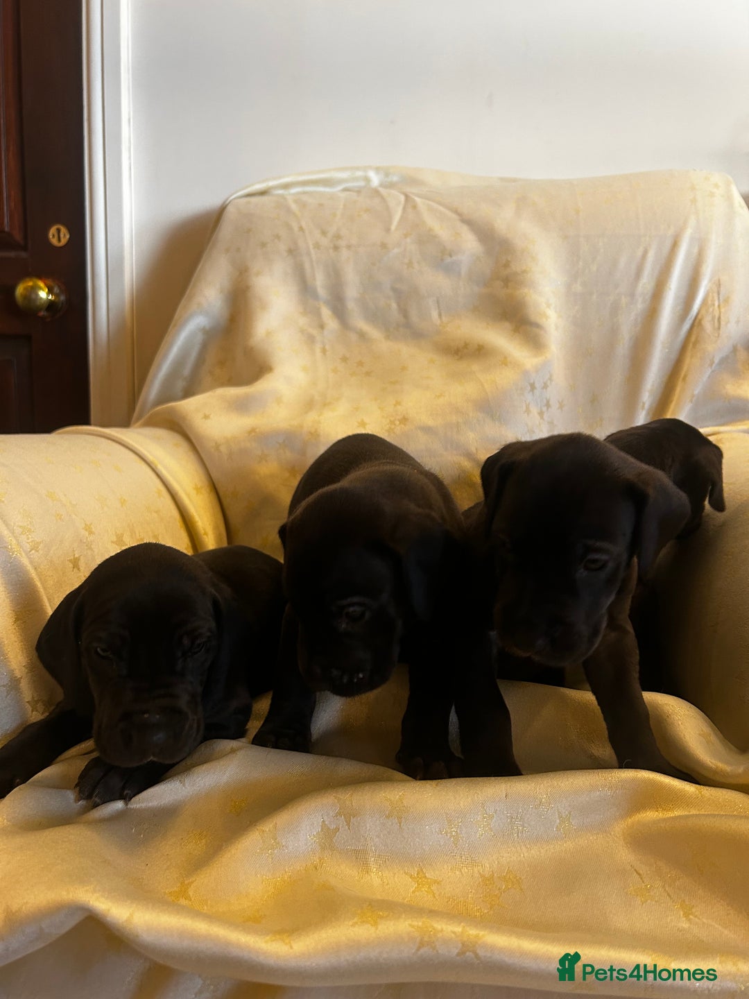 Great Dane dogs for sale: READY NOW… 3 BLACK GIRLS AVAILABLE  - Advert 19