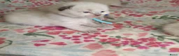 Ragdoll cats for sale: 💖 Beautiful Ragdoll kittens for Sale 💖 - Advert 28
