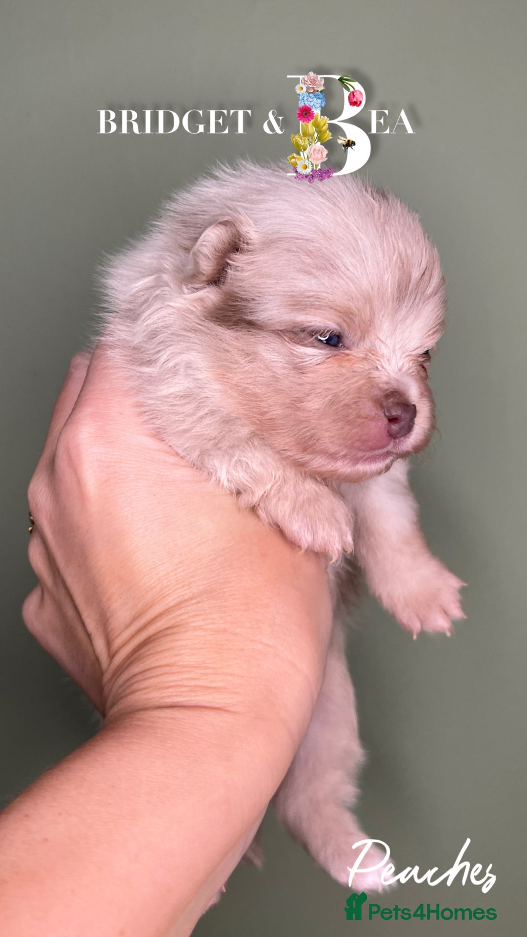 Pomeranian dogs for sale: 💛PUPPIES ARRIVED 💛 - Advert 26