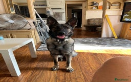 German Shepherd dogs for sale: German Shepard  - Image 1