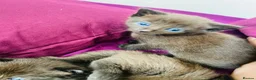 Mixed Breed cats for sale: Five beautiful kittens  - Advert 9