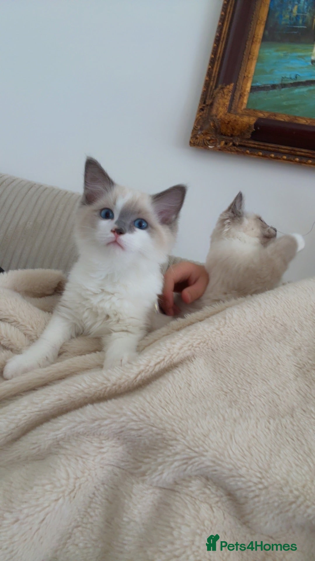 Ragdoll cats Pedigree ragdoll - Advert 8