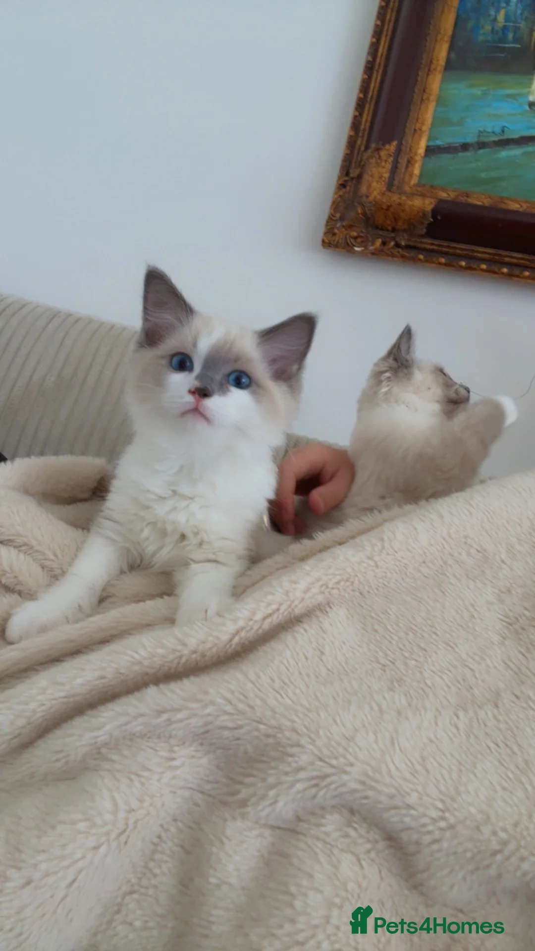 Ragdoll cats for sale: Pedigree ragdoll - Advert 1