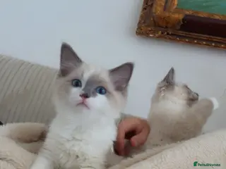 Ragdoll cats Pedigree ragdoll - Advert 12