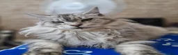 Maine Coon cats for sale: Gorgeous mainecoon kittens available  in Cleckheaton - Advert 11