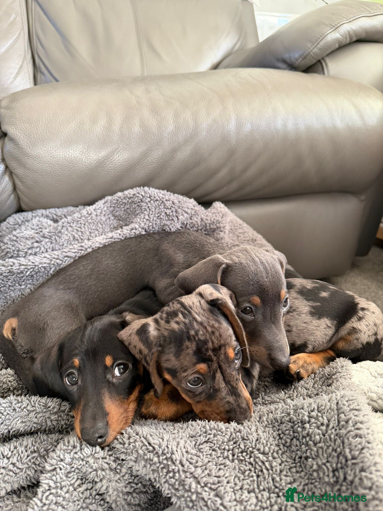 Miniature Dachshund dogs READY NOW! Loving Miniature Dachshunds - Advert 7