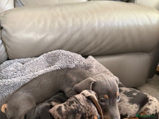 Miniature Dachshund dogs READY NOW! Loving Miniature Dachshunds - Advert 7