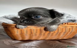 Chihuahua dogs for sale: Beautiful boy long hair Chihuahuas for sale  - Image 4