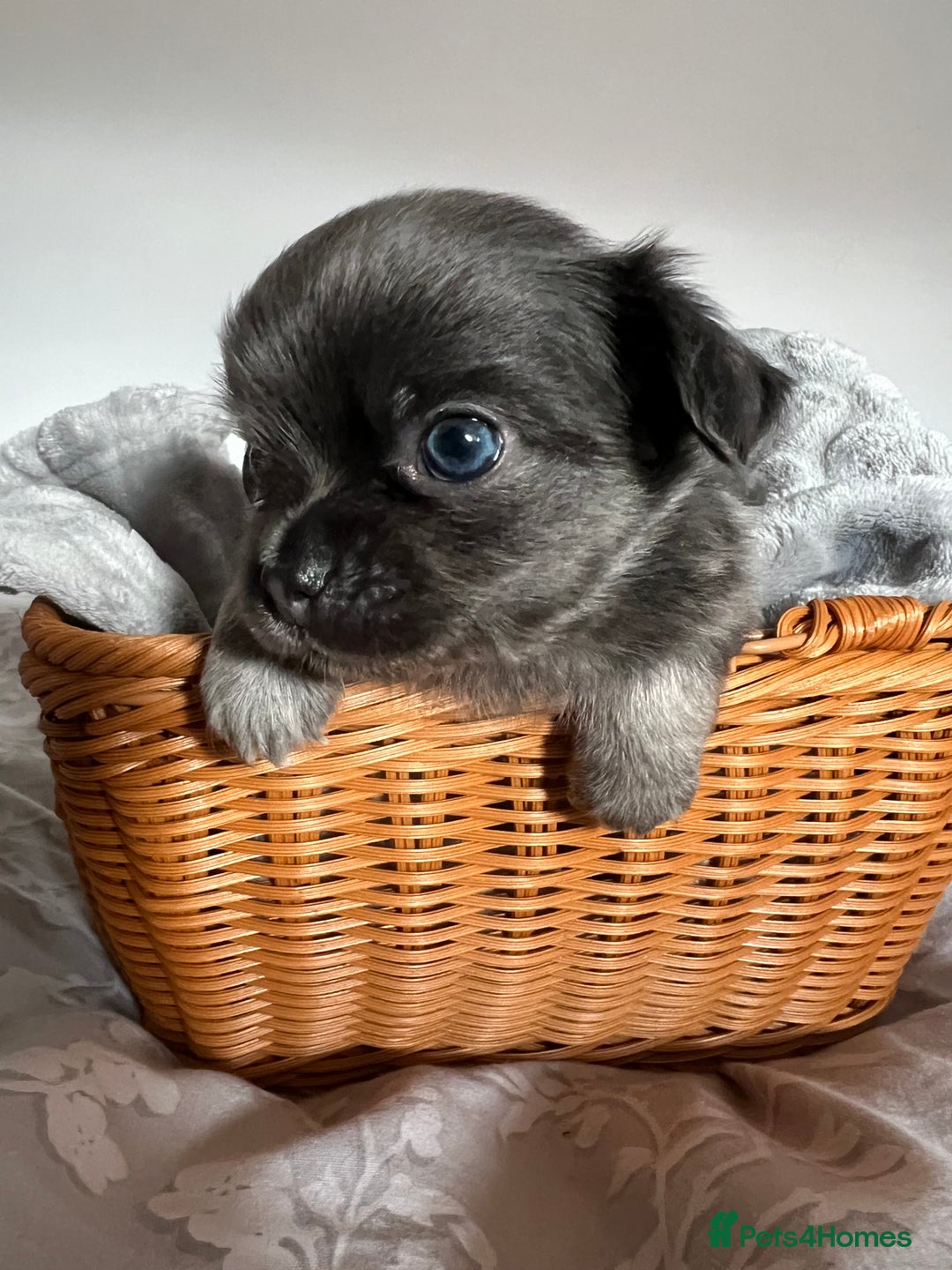 Chihuahua dogs for sale: Beautiful boy long hair Chihuahuas for sale  - Image 4