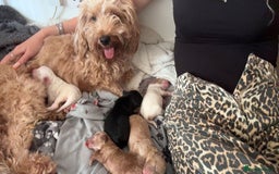 Cockapoo dogs for sale: F2 cockapoo puppies for sale. Ready in 2 weeks🩵🩷 - Image 6