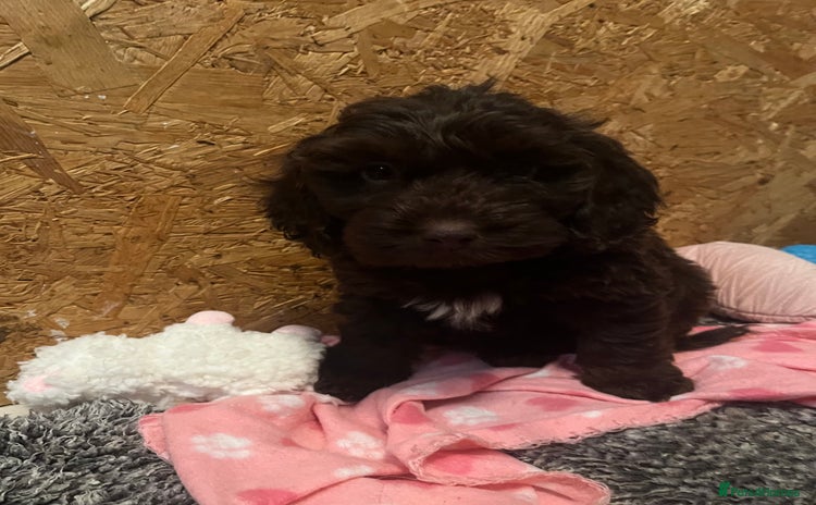 Cockapoo dogs 🩷READY TO LEAVE - Beautiful F1 Cockapoo pups  - Advert 7