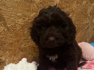 Cockapoo dogs 🩷READY TO LEAVE - Beautiful F1 Cockapoo pups - Advert 1