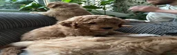 Goldendoodle dogs for sale: * Family raised confident Goldendoodle puppies - Advert 7