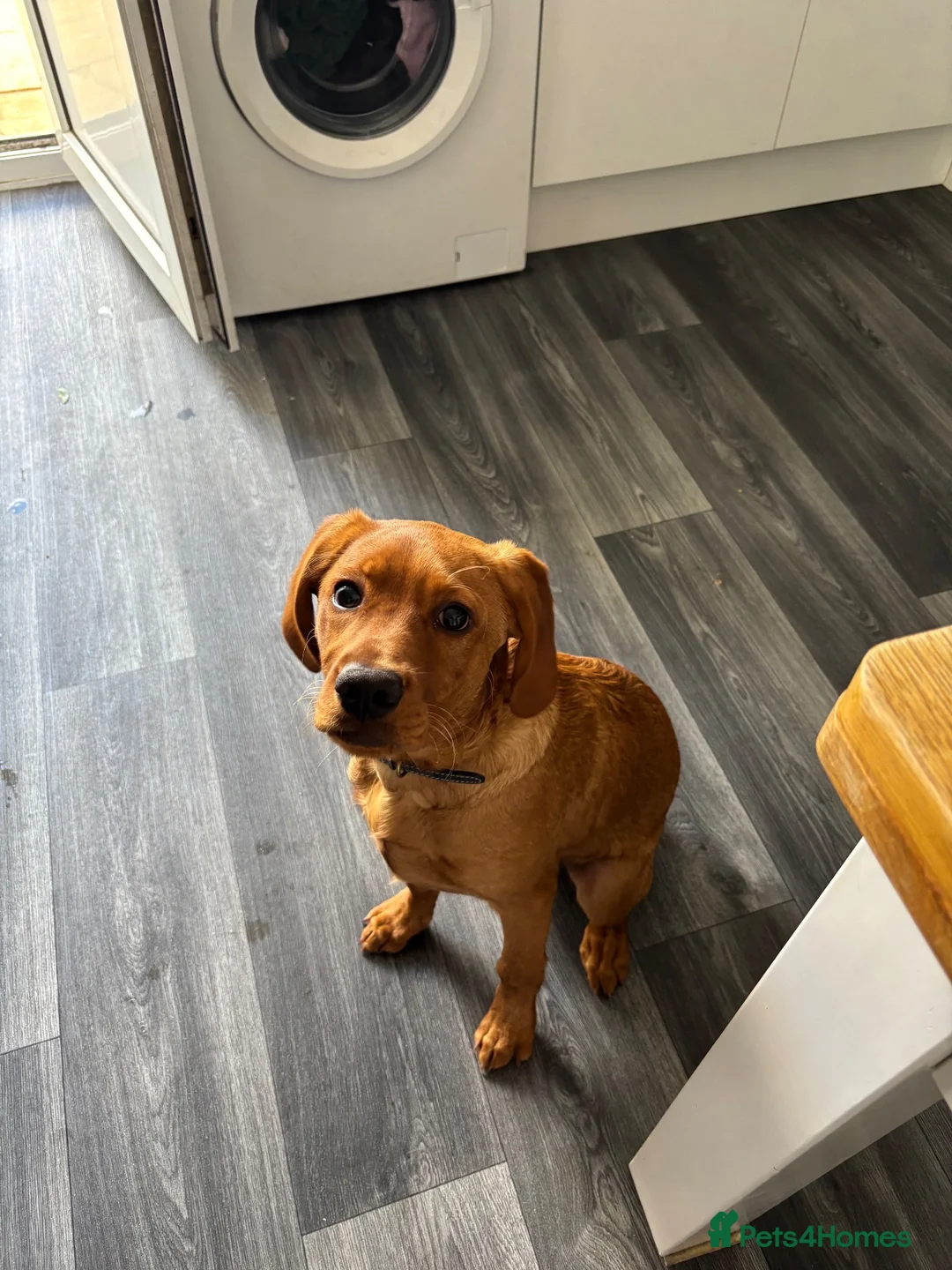 Mixed Breed dogs for sale: Chunkz  - Advert 2