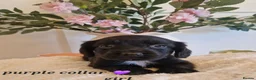 Sprocker dogs for sale:  Beautiful Sprocker puppies  in Pontypool - Advert 4