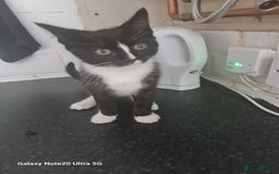 Mixed Breed cats for sale: 4 kittens looking for forever homes  - Image 2