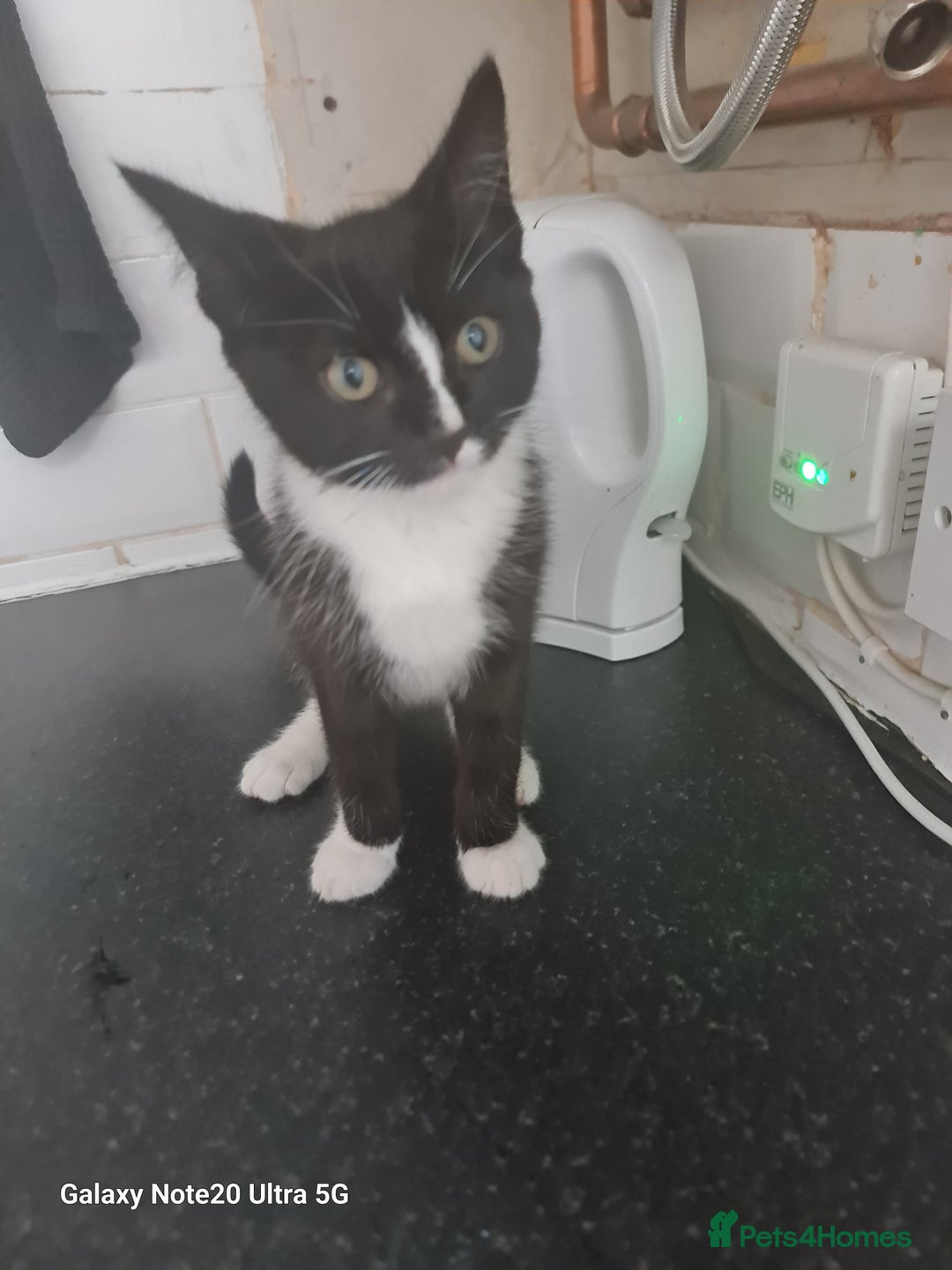 Mixed Breed cats for sale: 4 kittens looking for forever homes  - Image 2