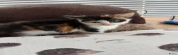 Mixed Breed cats for sale: Beautiful kittens for sale !! in Girvan - Advert 5