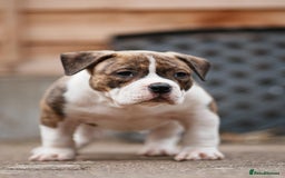 American Bully dogs for sale: Champion Bloodline American Pocket Bully Puppies - Image 29