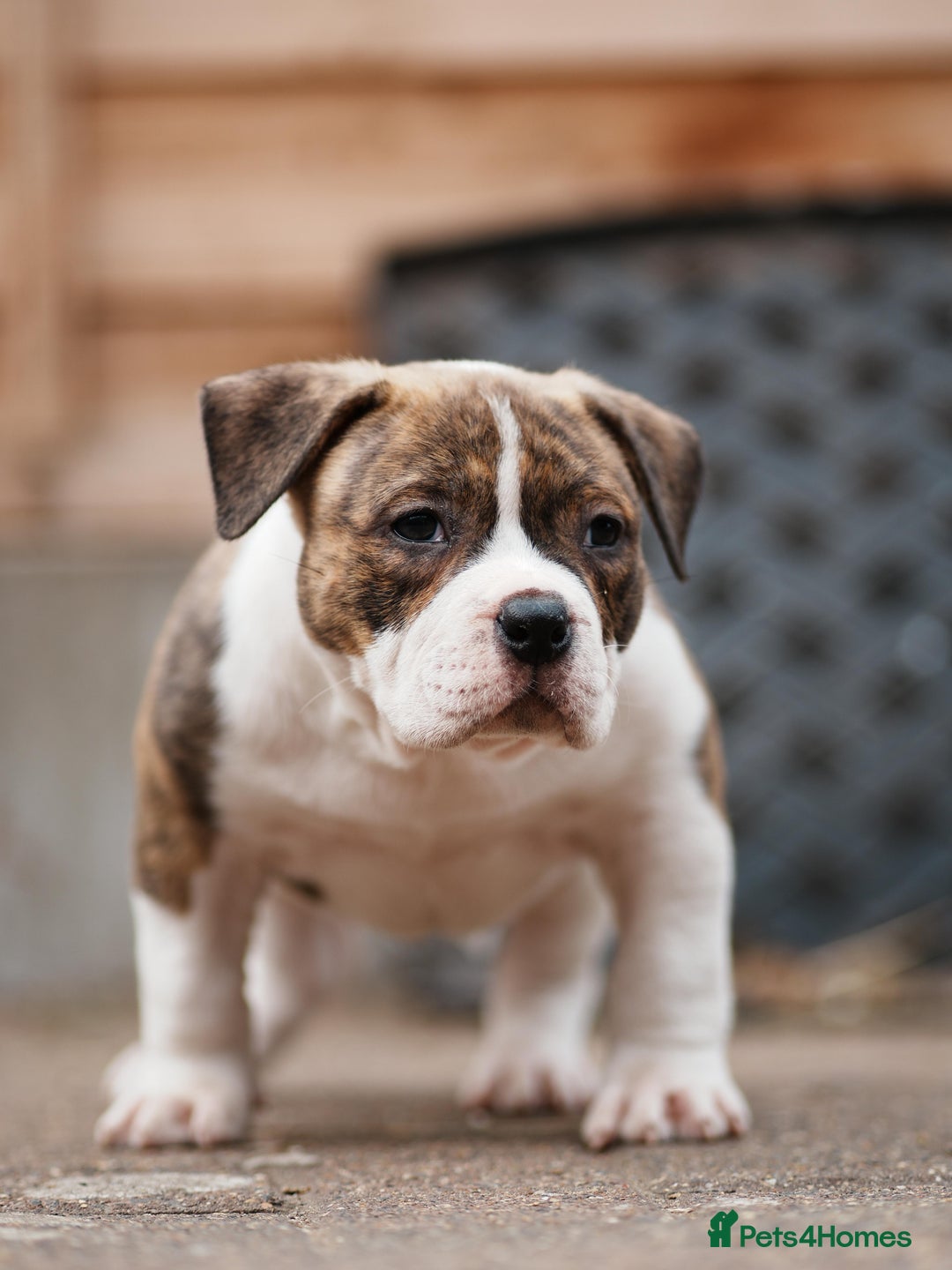 American Bully dogs for sale: Champion Bloodline American Pocket Bully Puppies - Image 29