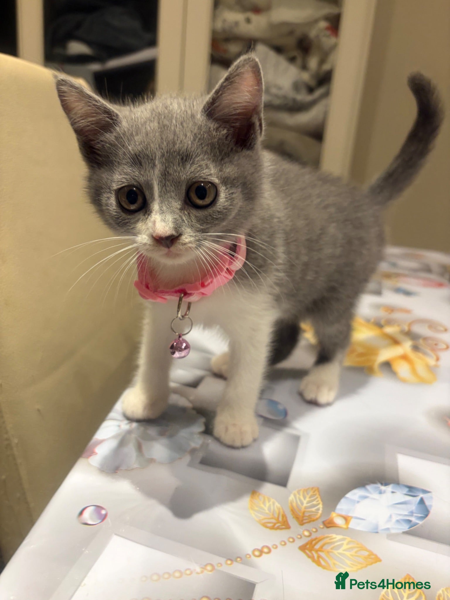 Mixed Breed cats  Mix British short hair kitten  - Advert 12