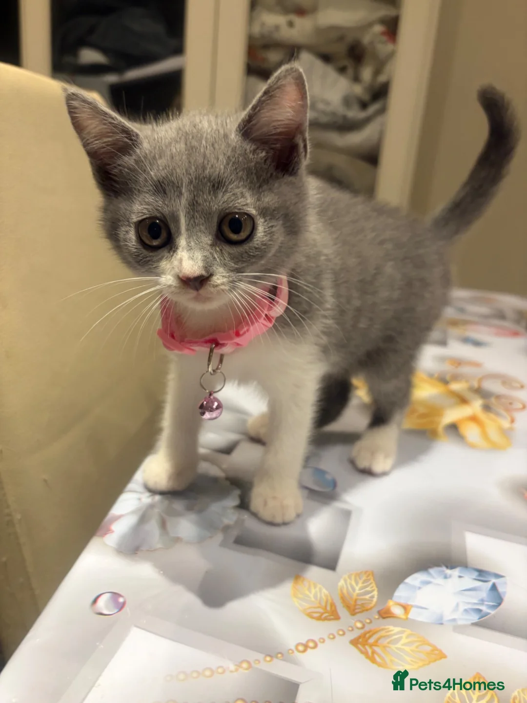Mixed Breed cats for sale:  Mix British short hair male kitten - Advert 2
