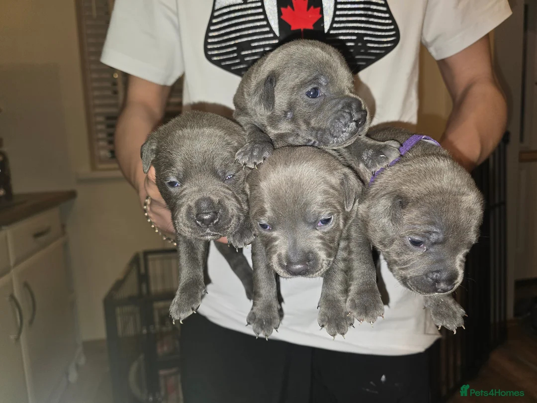 Staffordshire Bull Terrier dogs for sale: Beautiful BLUE kc registered puppies - Advert 19