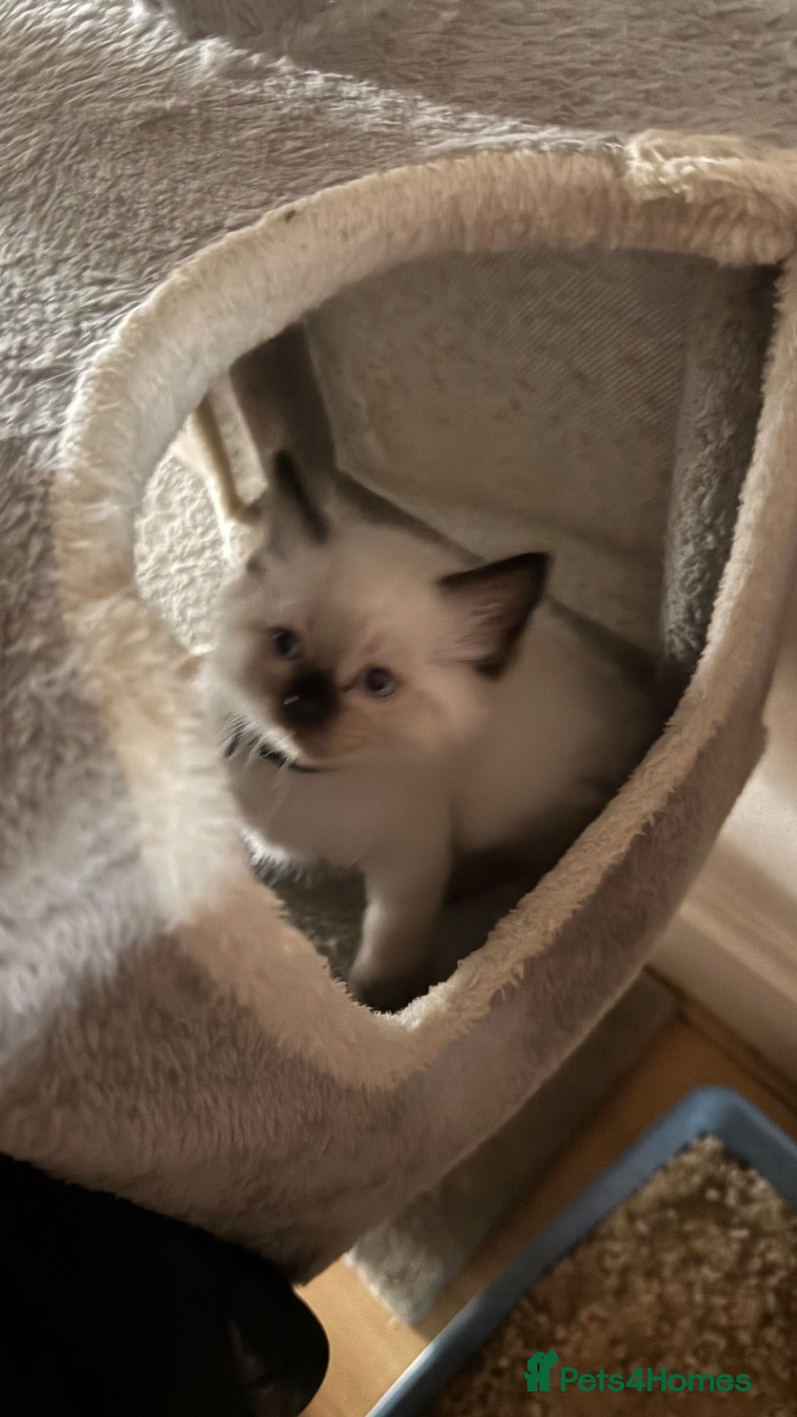 Ragdoll cats 7 Beautiful Ragdoll Kittens  - Advert 2