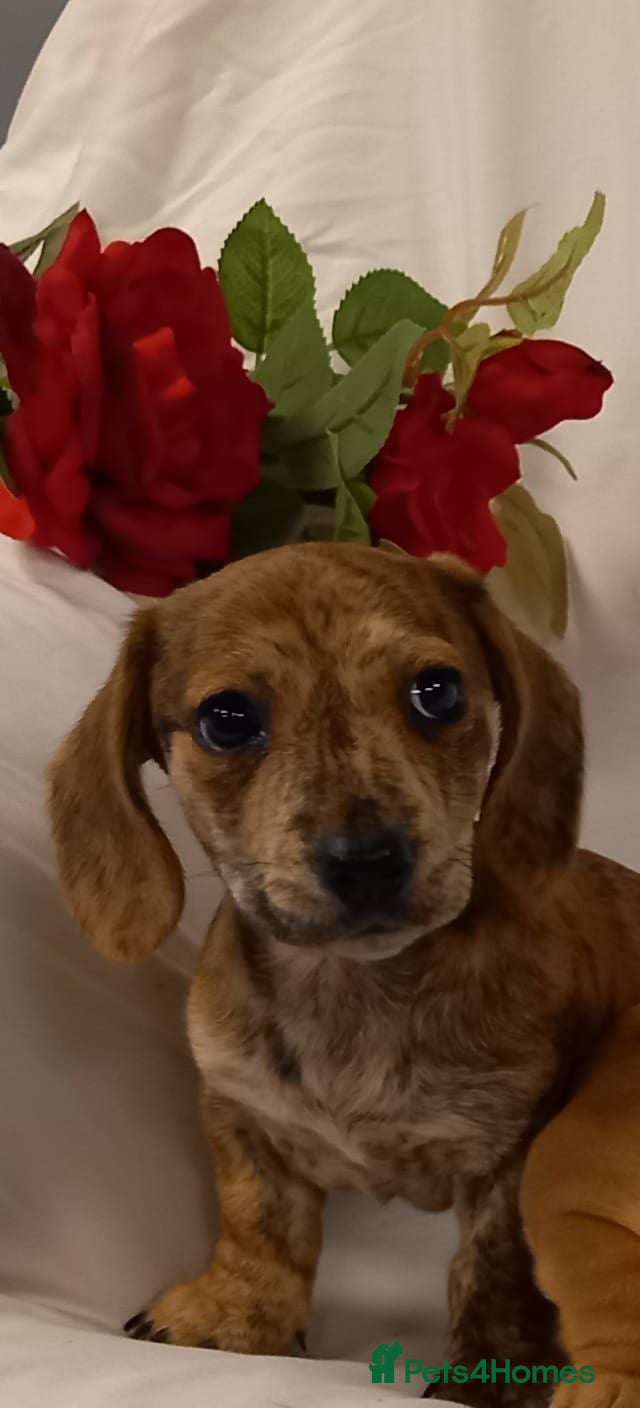 Miniature Dachshund dogs Stunning rare red brindle little girl kc reg  - Advert 1