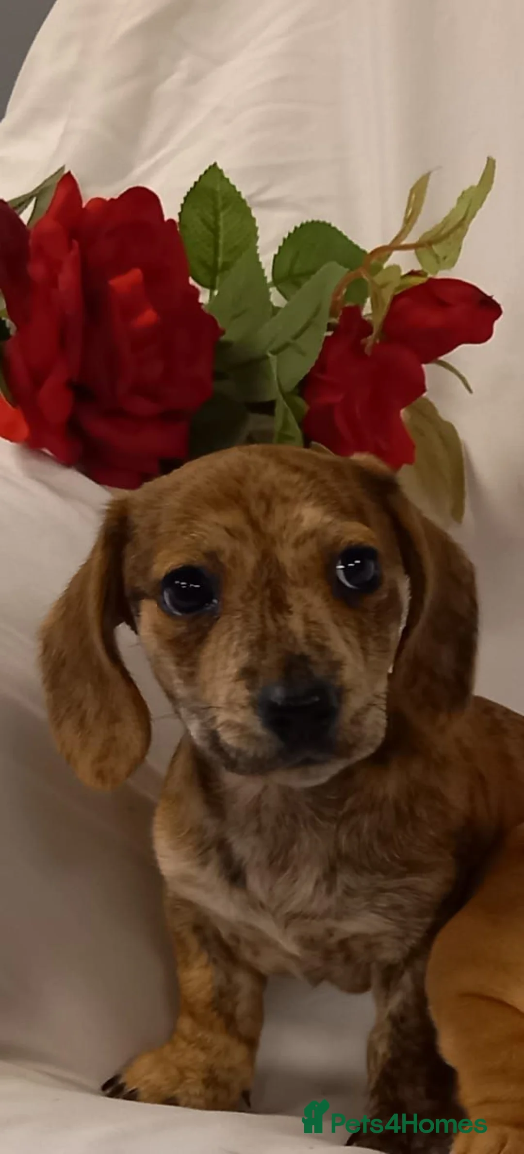 Miniature Dachshund dogs for sale: Stunning rare red brindle little girl kc reg  - Advert 1