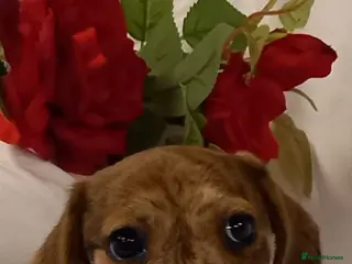 Miniature Dachshund dogs Stunning rare red brindle little girl kc reg - Advert 1