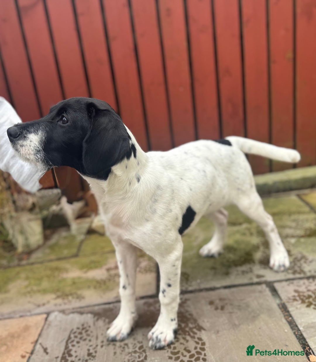 Mixed Breed dogs for sale: LAST PUPPY ❤️ - Image 19
