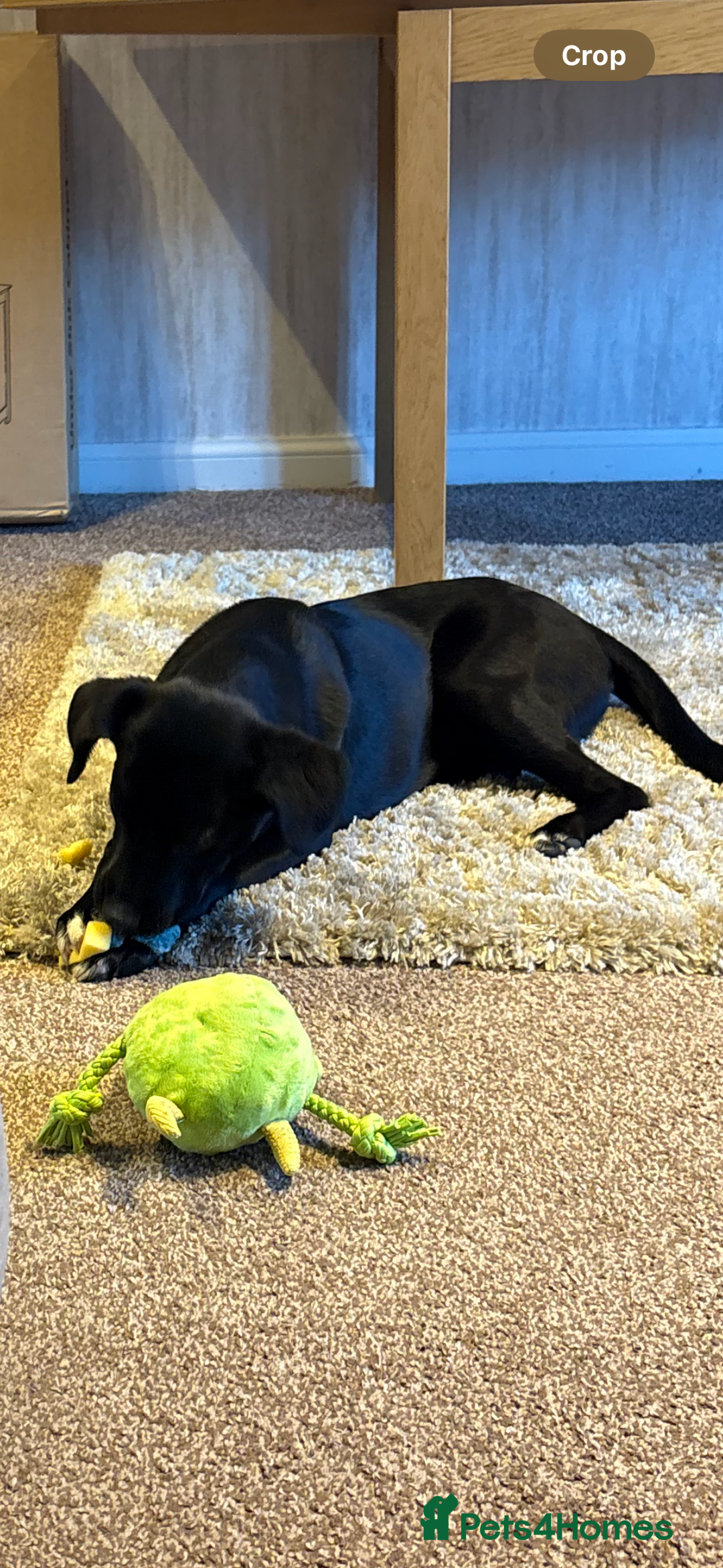 Mixed Breed dogs for sale: Peggy - Advert 3