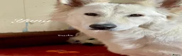White Swiss Shepherd dogs for sale: White Swiss Shepherd Puppies 🐶 3 BOYS / 3 GIRLS - Advert 6