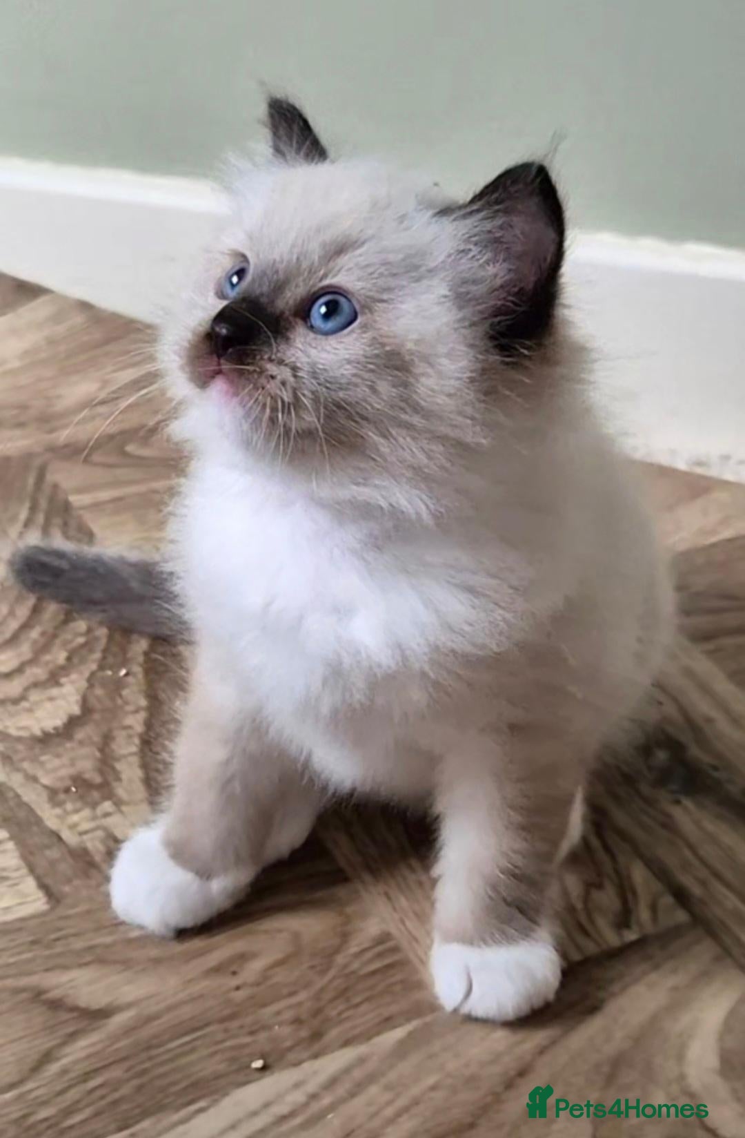 Ragdoll cats Chunky TICA reg Ragdoll - Advert 6