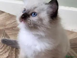 Ragdoll cats Chunky TICA reg Ragdoll - Advert 6