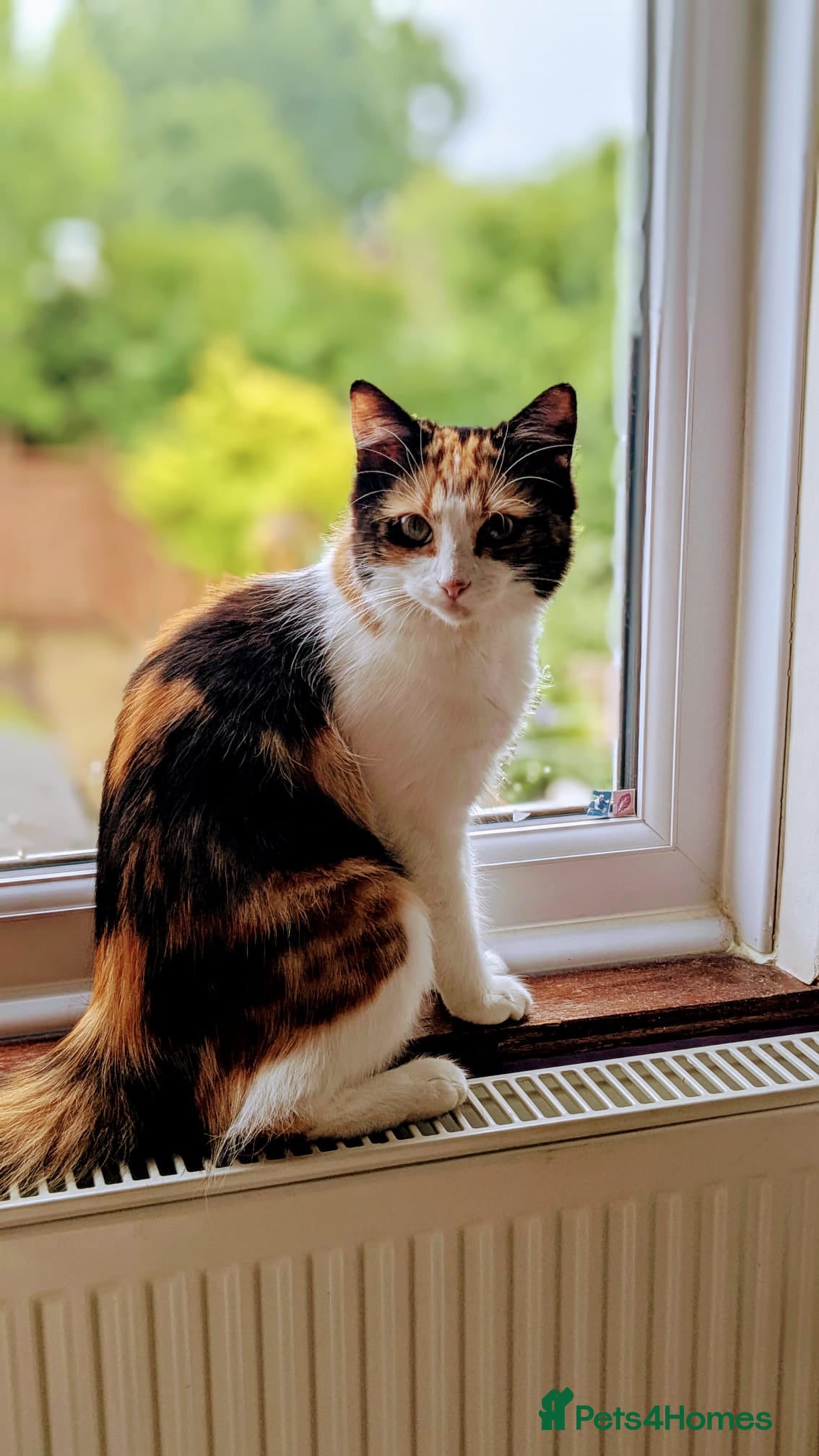 Mixed Breed cats Kittens for sale  - Advert 1
