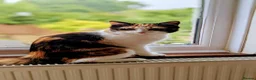 Mixed Breed cats for sale: Kittens for sale  - Advert 1