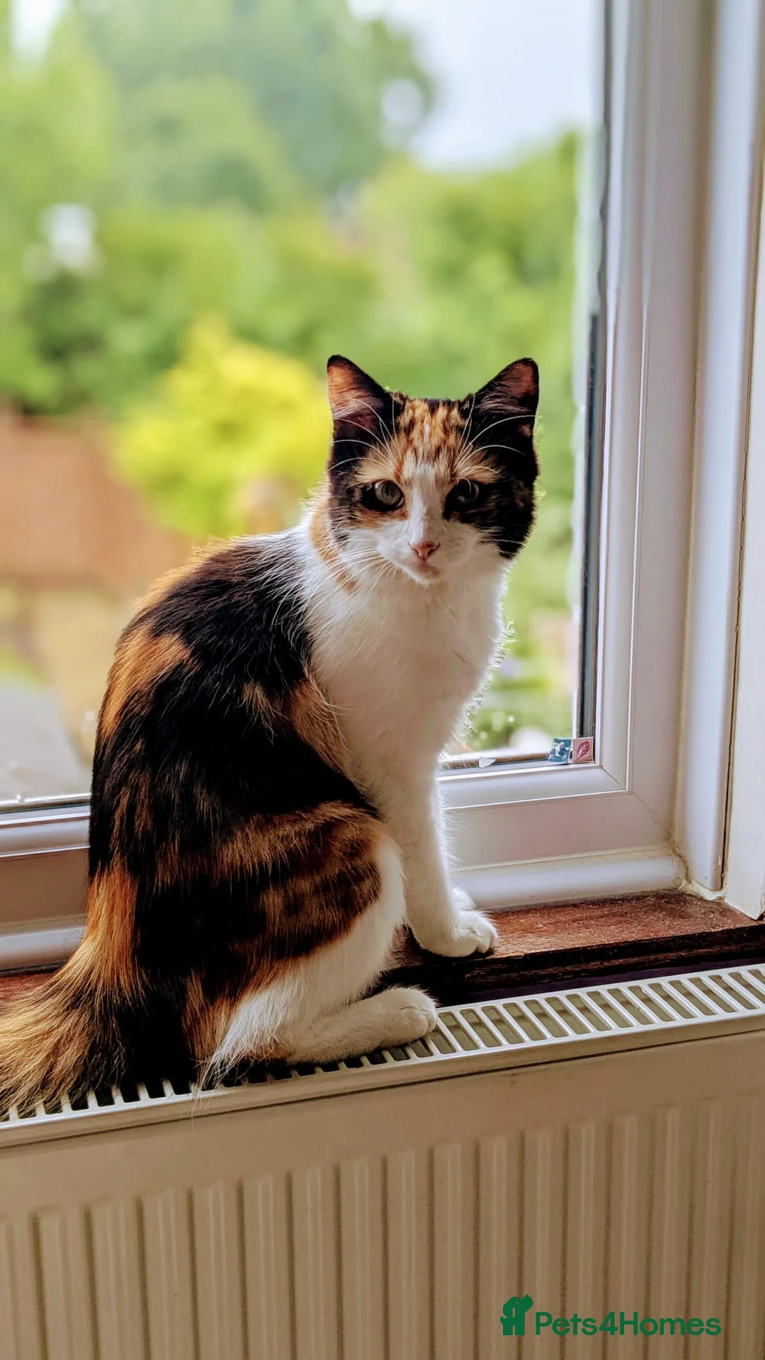 Mixed Breed cats for sale: Kittens for sale  - Advert 1