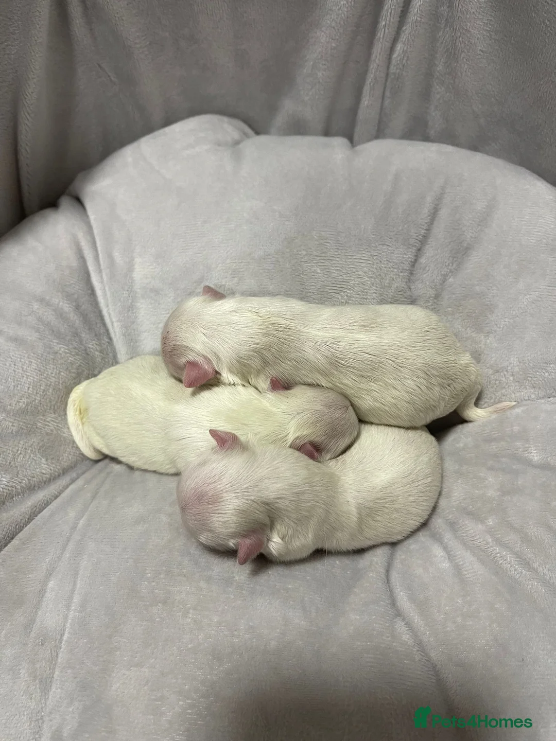 Maltese dogs for stud: STUNNING 💎DIAMOND💎 OPEN AT STUD HEALTH TESTED in Grays - Advert 24