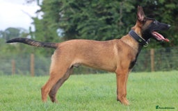 Belgian Shepherd Dog dogs for sale: Belgian Malinois  in Dromore - Image 3