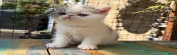Exotic cats for sale: Outstanding Exotic Shorthair Kittens - Advert 19