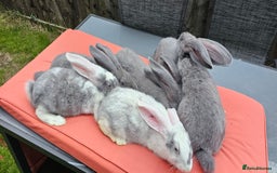 Continental Giant rabbits for sale: Merle colours  , rusian blue fur  - Image 14