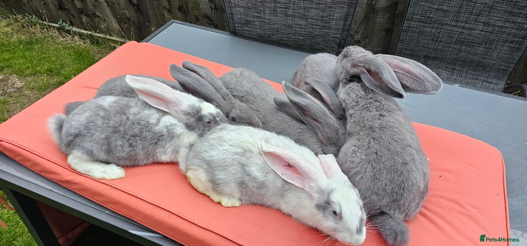 Continental Giant rabbits for sale: Merle colours  , rusian blue fur  - Image 14
