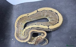 Python Snake reptiles for sale: Royal pythons from £30  - Image 6