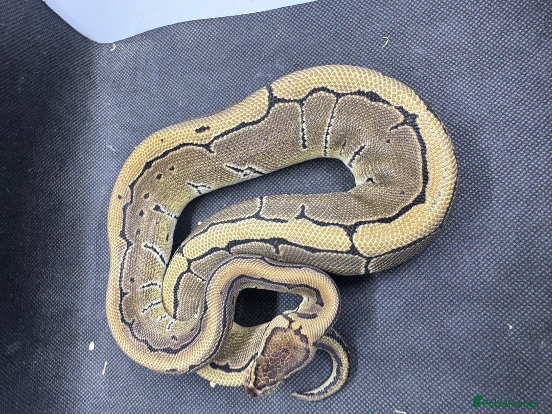 Python Snake reptiles for sale: Royal pythons from £30  - Image 6