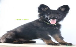German Shepherd dogs for sale: German Shepherd puppies - Image 8